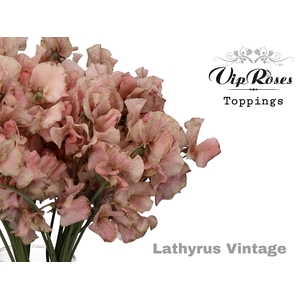 LATHYR VINTAGE
