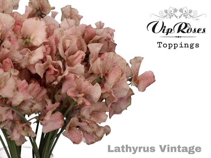<h4>LATHYR VINTAGE</h4>