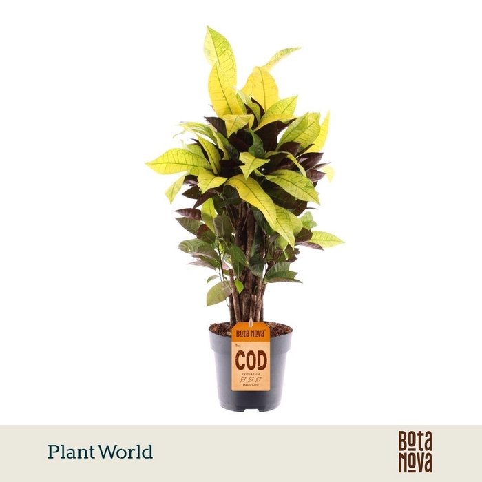 <h4>Croton Mrs. Iceton vertakt</h4>