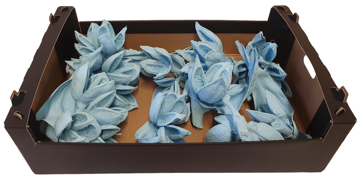 Sororoca heads 1 to 5 flowers 10pc in a box Light Blue