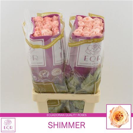 <h4>Rosa a grande fleur Shimmer</h4>