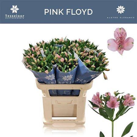 <h4>Alstr Pink Floyd</h4>