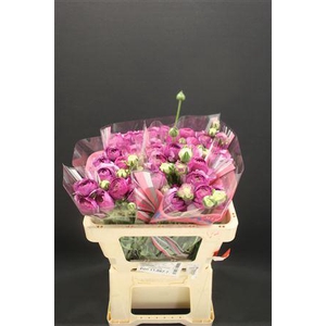 Ran Romance Loubeyres 50cm