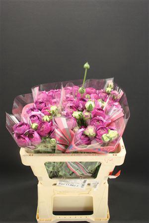 <h4>Ran Romance Loubeyres 50cm</h4>