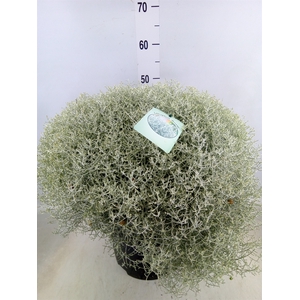 Leucophyta brownii 'Silvercalos'