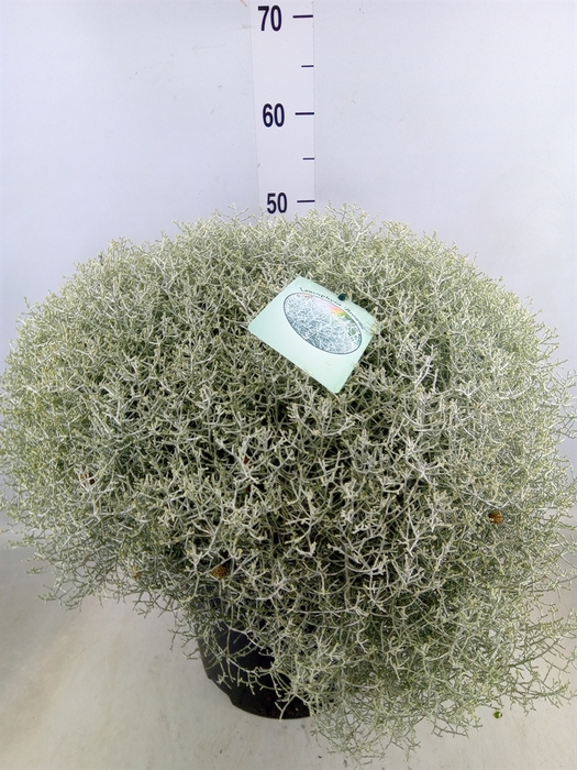 <h4>Leucophyta brownii 'Silvercalos'</h4>