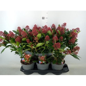 Skimmia jap. 'Rubella'