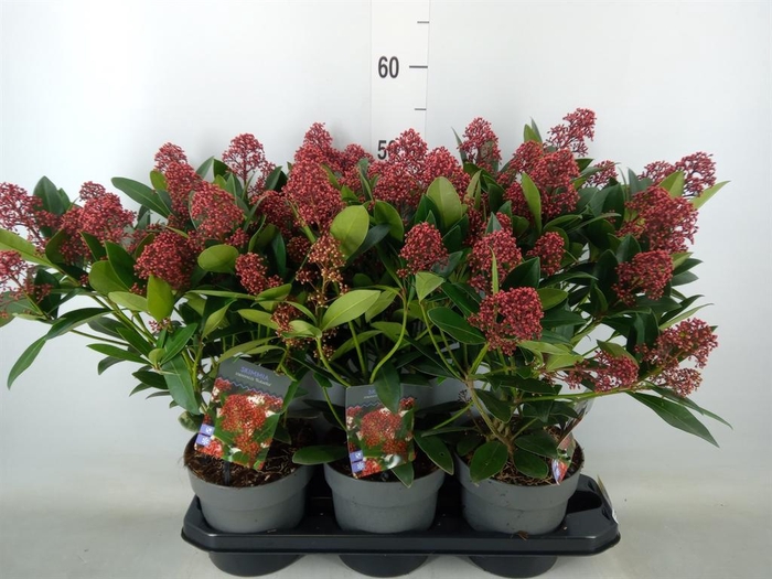 <h4>Skimmia jap. 'Rubella'</h4>