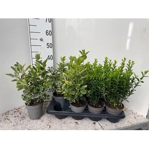 EUONYMUS JAP GEM