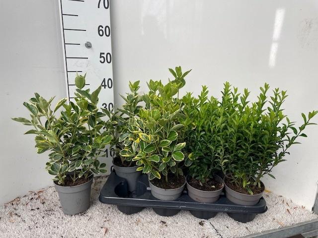 <h4>EUONYMUS JAP GEM</h4>