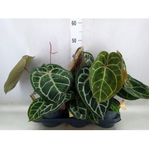 Anthurium crys. 'Karma Crystal Hyb'