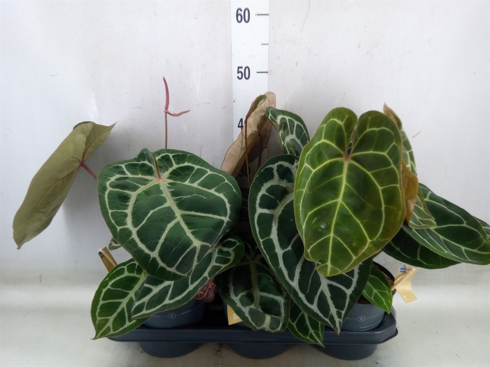 <h4>Anthurium crys. 'Karma Crystal Hyb'</h4>