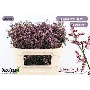 LIM PIUMA PINK TOUCH