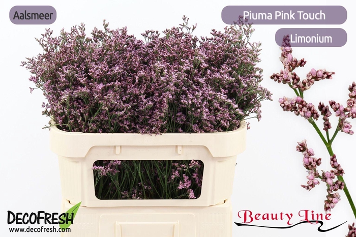 <h4>LIM PIUMA PINK TOUCH</h4>