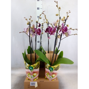 Phalaenopsis  'Eduction'