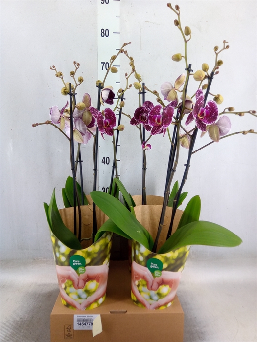<h4>Phalaenopsis  'Eduction'</h4>