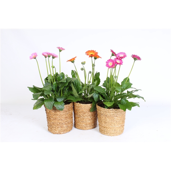 <h4>Garvinea 17cm 4+ bl gemengd in luxe zeegras mand</h4>
