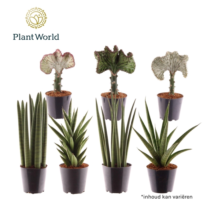 <h4>Overige groene plant</h4>