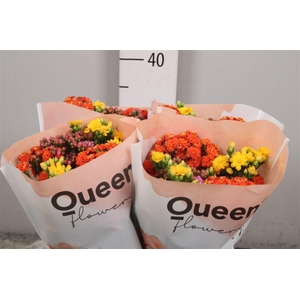 Kalanchoe Gemengd 3 Kleuren