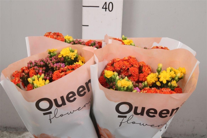 <h4>Kalanchoe Gemengd 3 Kleuren</h4>