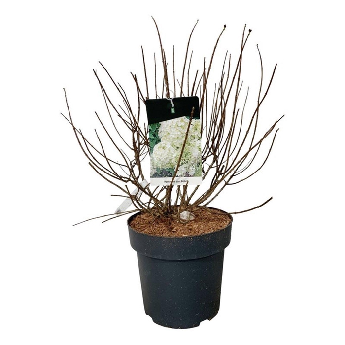 <h4>Hydrangea pan. 'Bobo'</h4>