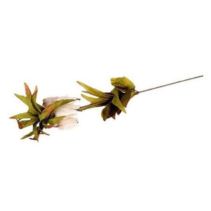 Stem Fritillaria L77