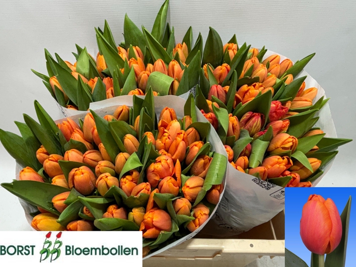 <h4>TU EN TIME OUT</h4>