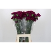 Dianthus St Yukari Violet