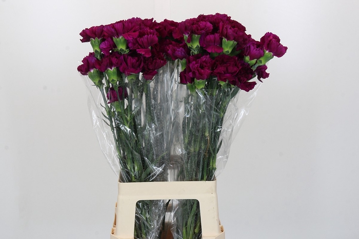 Dianthus St Yukari Violet