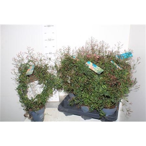 Jasm Polyanthum Rz 300+