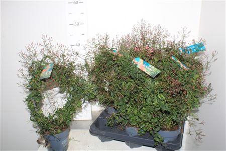 <h4>Jasm Polyanthum Rz 300+</h4>