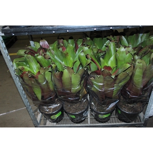 BROMELIA IMPERIAL P27 VERDE/VERMELHO