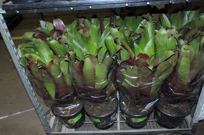 <h4>BROMELIA IMPERIAL P27 VERDE/VERMELHO</h4>