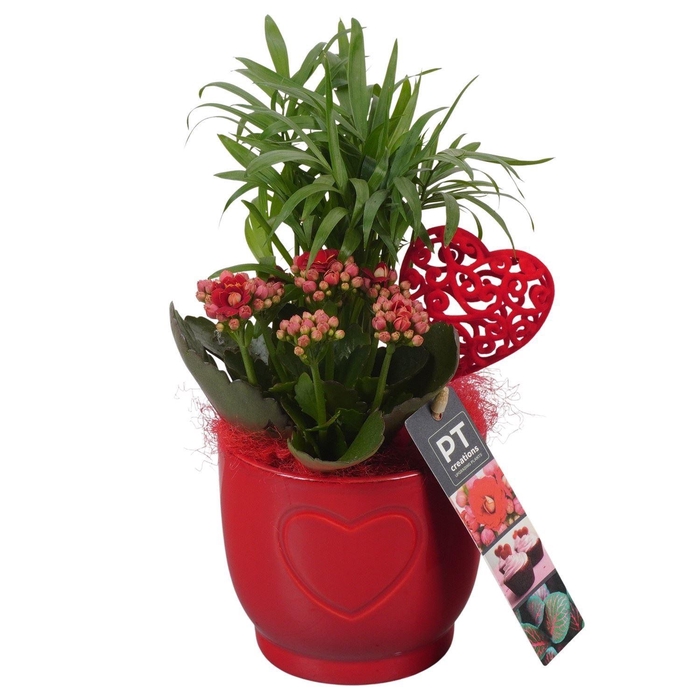 <h4>Arr.    Planten  L%</h4>