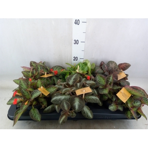 Episcia   ...