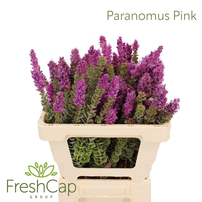 <h4>Paranomus Pink</h4>
