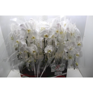 PHALAENOPSIS CASCATA P12 BRANCO 2 HT