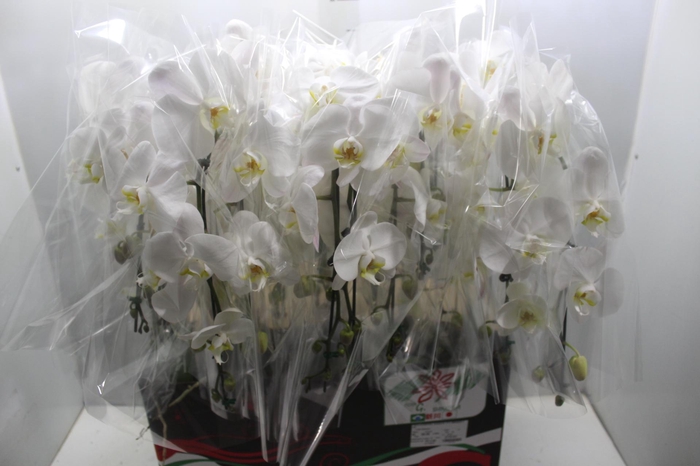 <h4>PHALAENOPSIS CASCATA P12 BRANCO 2 HT</h4>