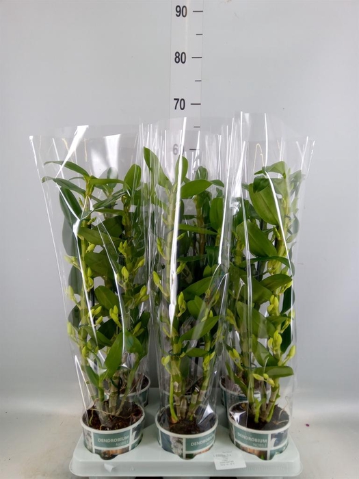 <h4>Dendrobium nob. 'StarCla Apollon'</h4>
