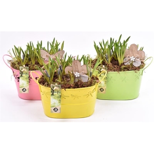 Zink ovaal vlinder 22x13