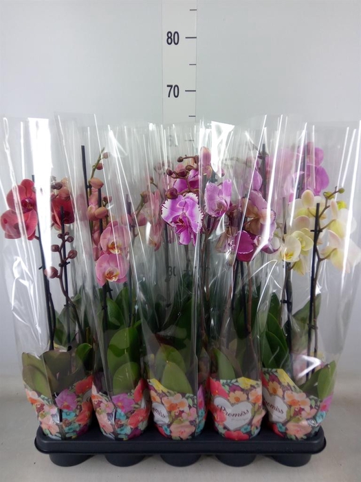 <h4>Phalaenopsis   ...</h4>