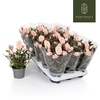 Rosa Rosaroma Pink rose Geurend