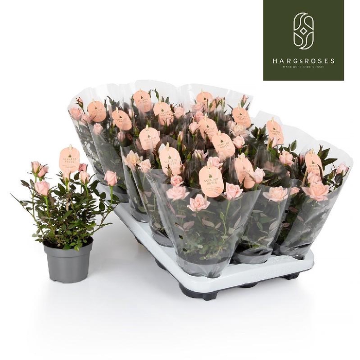 <h4>Rosa Rosaroma Pink rose Geurend</h4>