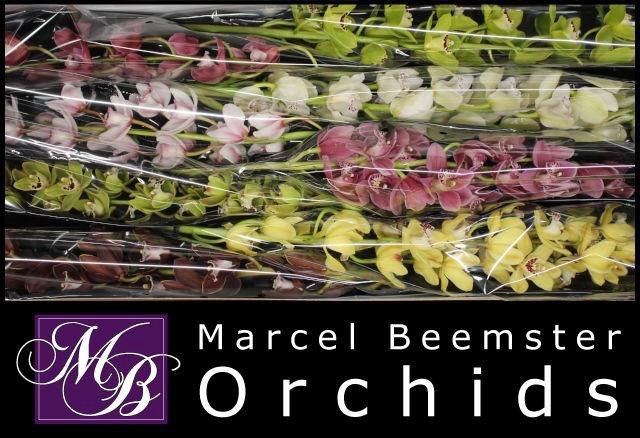 <h4>CYMB MI GEM</h4>