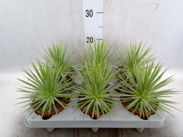 <h4>Agave stricta 'Nana'</h4>