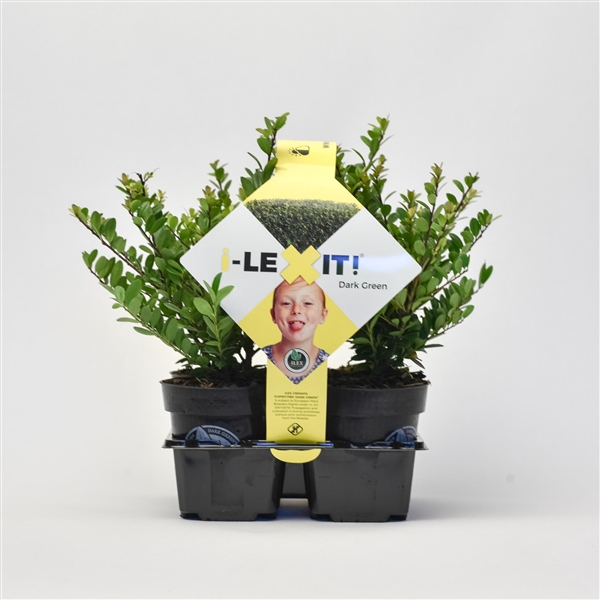 Ilex crenata 'Dark Green' bush 4pack