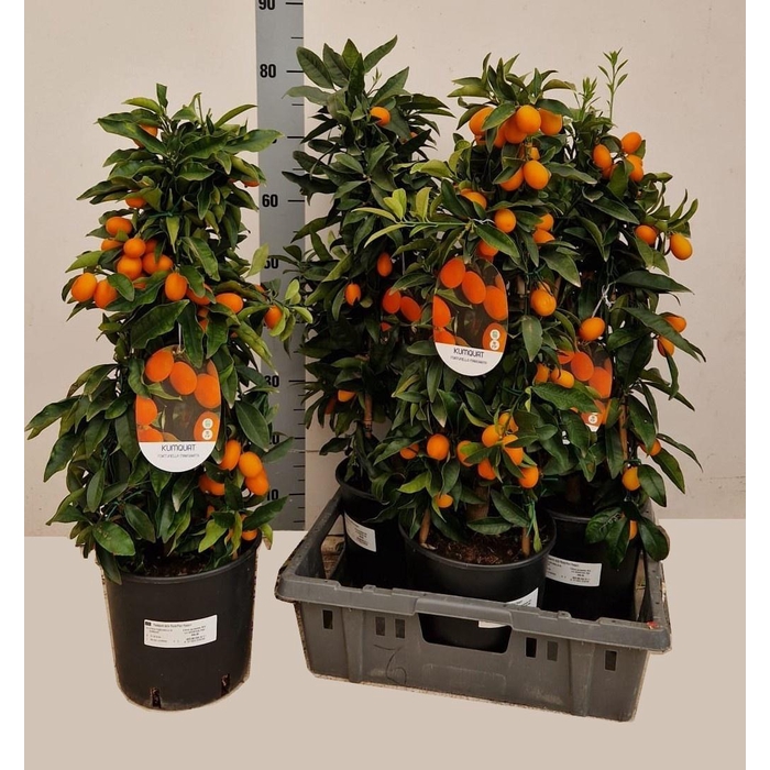 <h4>CITR MARGARITA</h4>