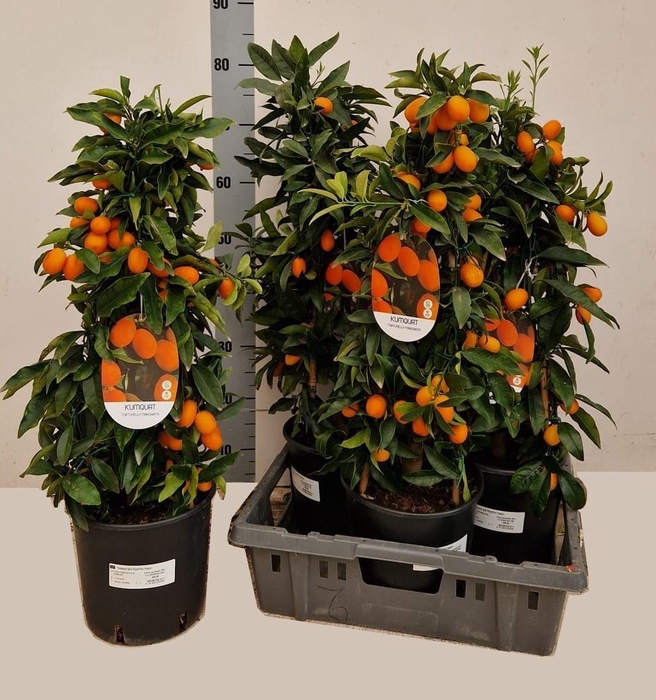 <h4>CITR MARGARITA</h4>