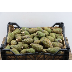 Pinea Medium Per Kist
