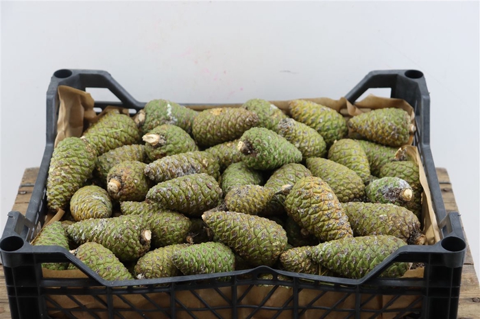 <h4>Pinea Medium Per Kist</h4>